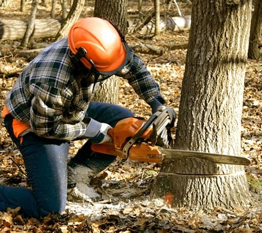 Tree Removal in Slidell, TX